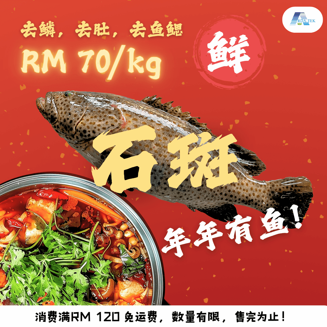 Grouper per kg