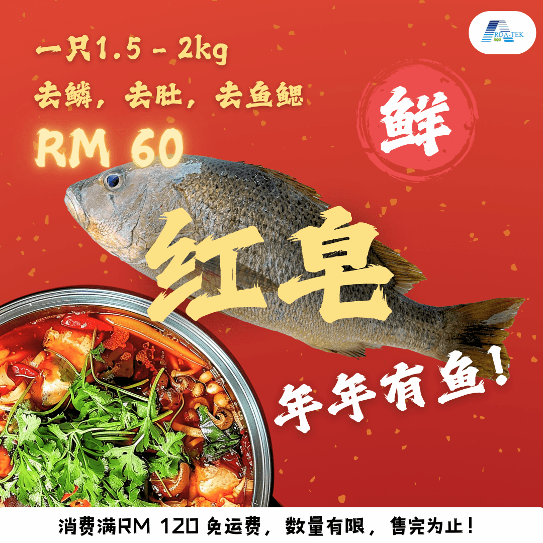 Red Snapper, 1.5 - 2kg